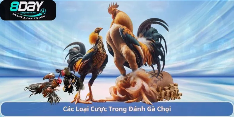 Cách Chấp Tiền Gà Chọi – Hướng Dẫn Đặt Cược Và Chiến Lược Hiệu Quả 3 Các Loại Cược Trong Đánh Gà Chọi