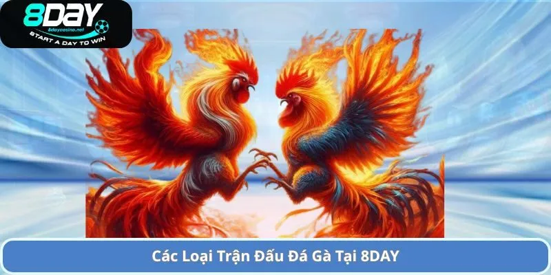 Tham gia Cá Cược Đá Gà 8Day Đầy Hấp Dẫn và Uư Đãi Lớn 1 Các Loại Trận Đấu Đá Gà Tại 8DAY